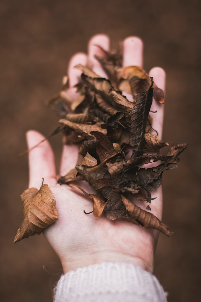 Laub auf Hand Foto von Kira auf der Heide Unsplash